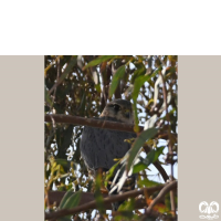 گونه ترمتای Merlin